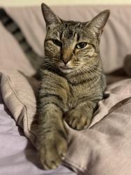 Reunited Female Cat last seen 30th Avenue N & 30th Street N, St. Petersburg, FL 33713