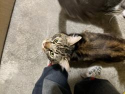 Lost Male Cat last seen north st, Rochester, NY 14621