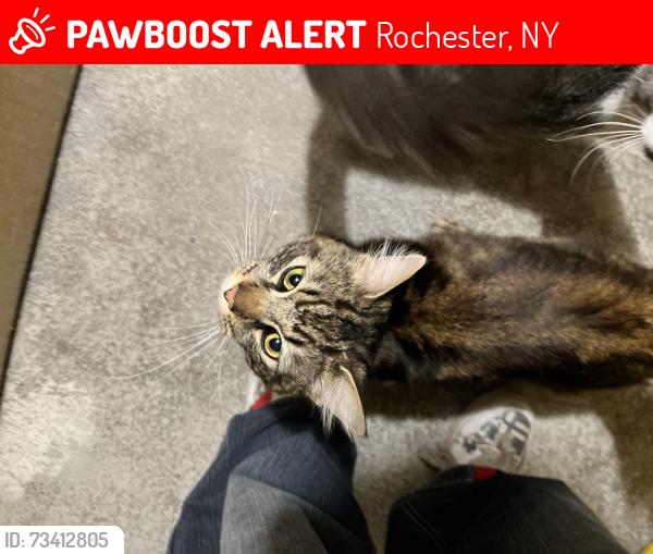 Lost Male Cat last seen north st, Rochester, NY 14621