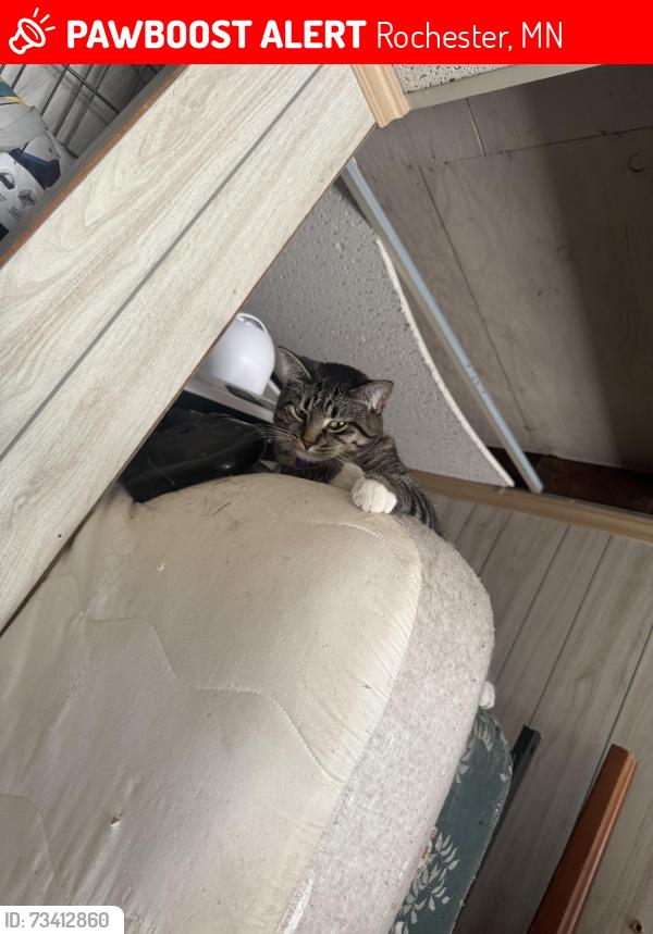 Lost Female Cat last seen Near 7th ave Se Rochester MN, Rochester, MN 55904