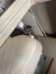 Lost Female Cat last seen Near 7th ave Se Rochester MN, Rochester, MN 55904