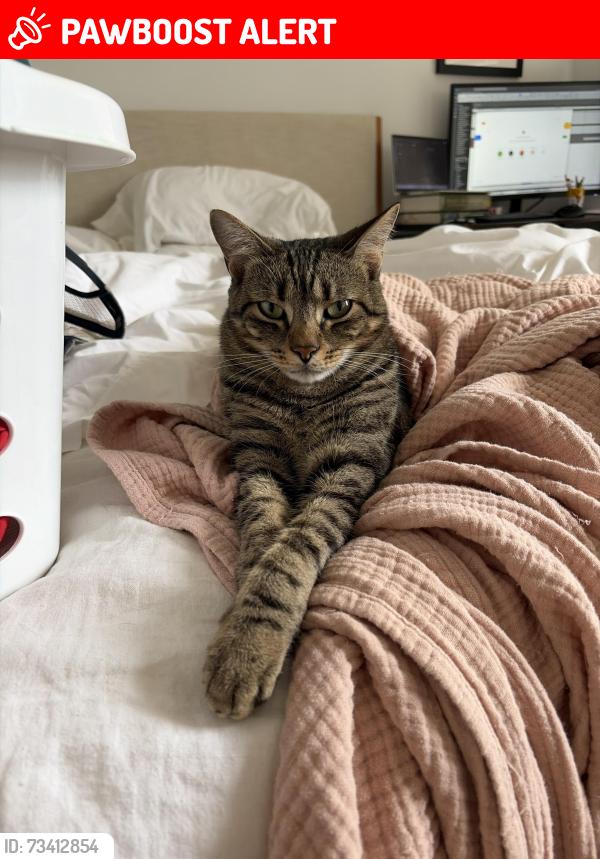 Lost Male Cat last seen Catalina Lakes, Palm Beach Gardens, FL 33410