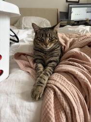 Lost Male Cat last seen Catalina Lakes, Palm Beach Gardens, FL 33410