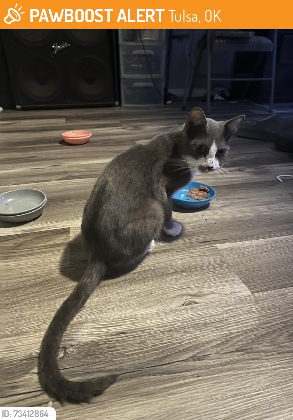Found/Stray Male Cat last seen 41st Street and s 131st east ave, Tulsa, OK 74134
