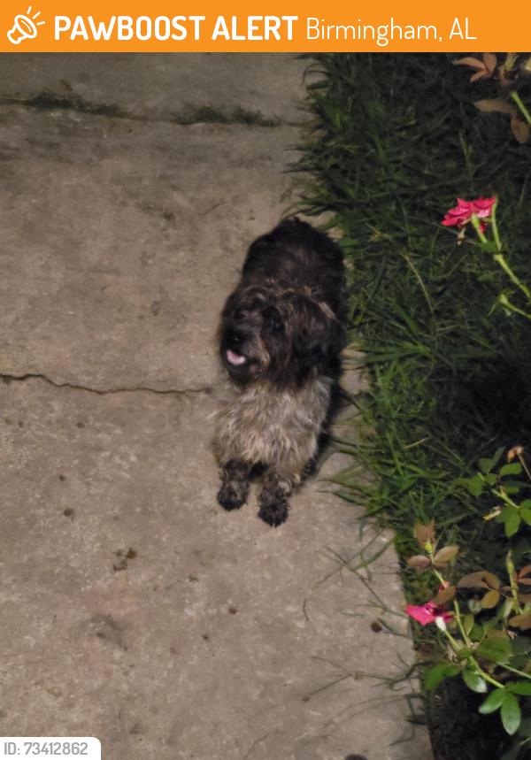 Found/Stray Male Dog last seen Inglenook Park, Birmingham, AL 35217
