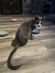 Found/Stray Male Cat last seen 41st Street and s 131st east ave, Tulsa, OK 74134