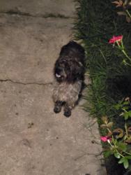 Found/Stray Male Dog last seen Inglenook Park, Birmingham, AL 35217