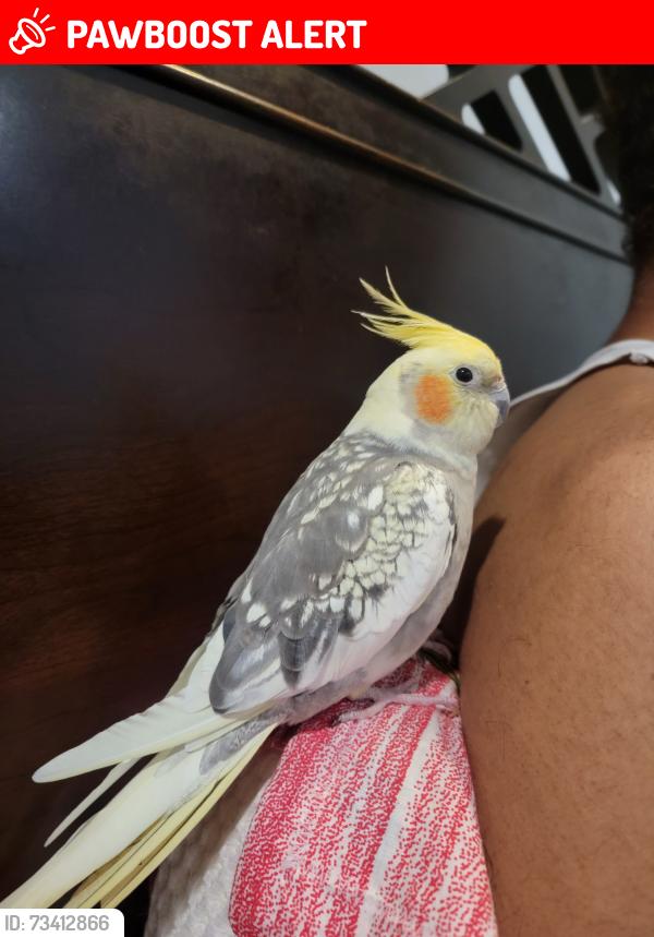 Lost Unknown Bird last seen Ashford Dr, Plainsboro Township, NJ 08536
