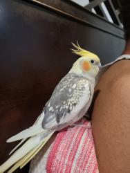 Lost Unknown Bird last seen Ashford Dr, Plainsboro Township, NJ 08536