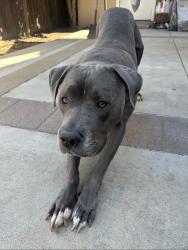 Reunited Male Dog last seen Pomona, Pomona, CA 91768