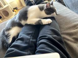 Lost Male Cat last seen Near Ardelle Dr reynoldsburg, oh, Reynoldsburg, OH 43068