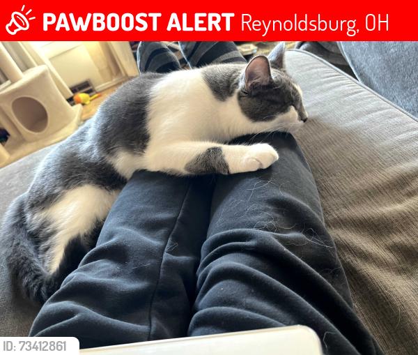 Lost Male Cat last seen Near Ardelle Dr reynoldsburg, oh, Reynoldsburg, OH 43068