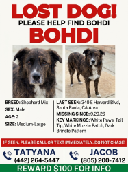 Lost Male Dog last seen palm ave, Santa Paula, CA 93060
