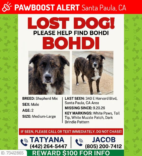 Lost Male Dog last seen palm ave, Santa Paula, CA 93060
