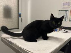 Shelter Stray Female Cat last seen Blue Ridge Blvd, 64138, 64138, MO, 7077 Elmwood Ave, Kansas City, MO 64132, USA