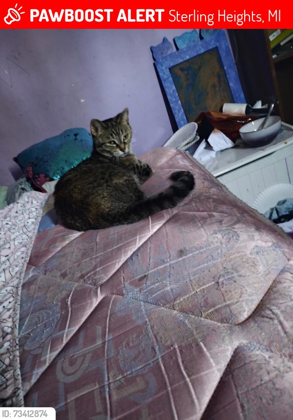 Lost Female Cat last seen 18 mile rd @ Van Dyke rd, Sterling Heights, MI 48313