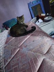 Lost Female Cat last seen 18 mile rd @ Van Dyke rd, Sterling Heights, MI 48313