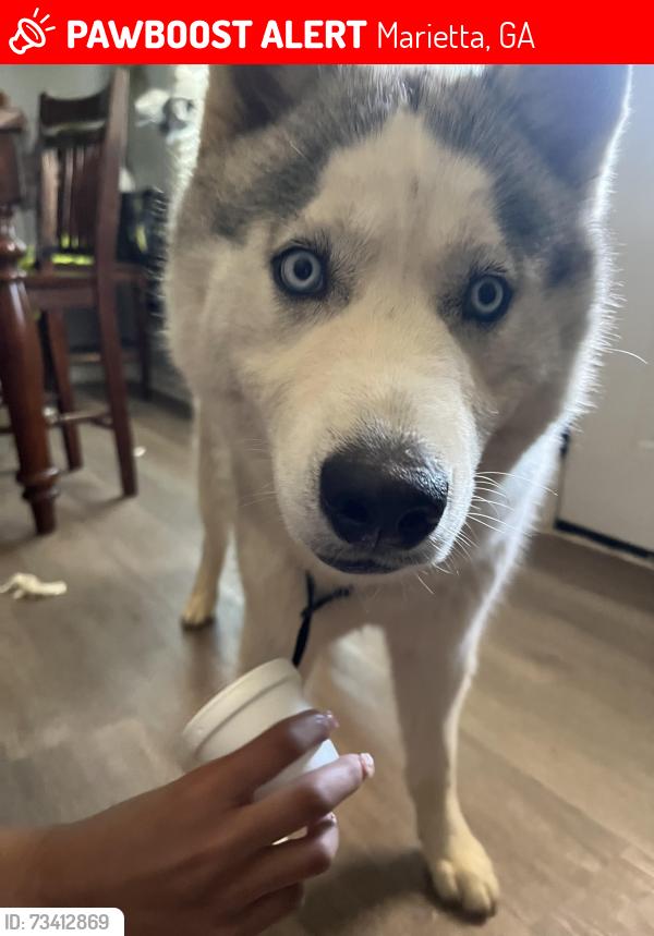 Lost Male Dog last seen Near Toliver st, Marietta, GA 30060