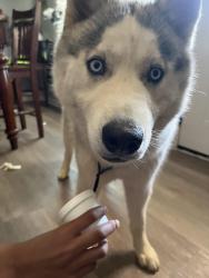 Lost Male Dog last seen Near Toliver st, Marietta, GA 30060