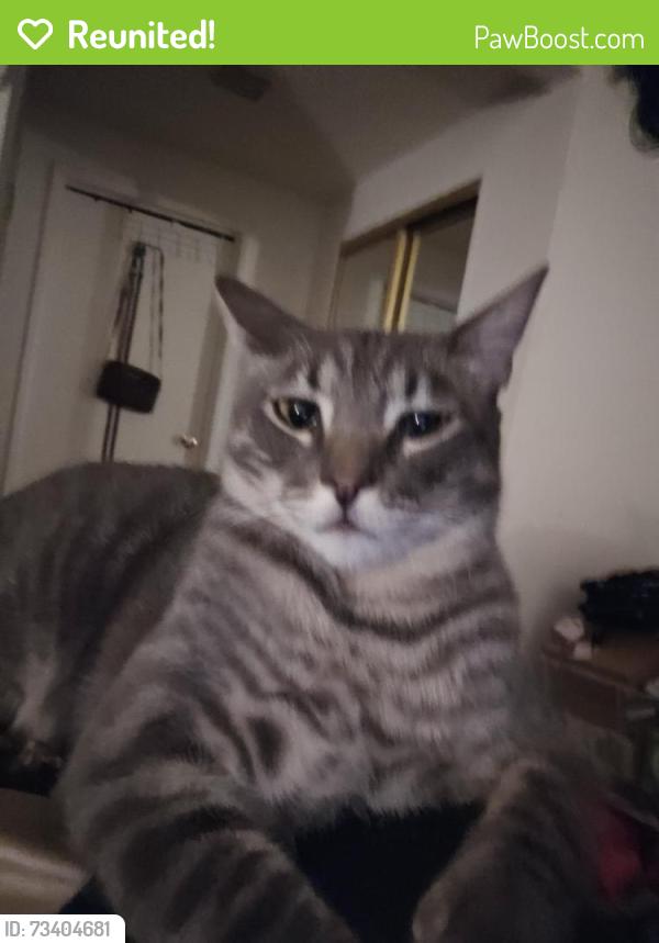 Reunited Male Cat last seen Eucalyptus & Graham, Moreno Valley, CA 92553