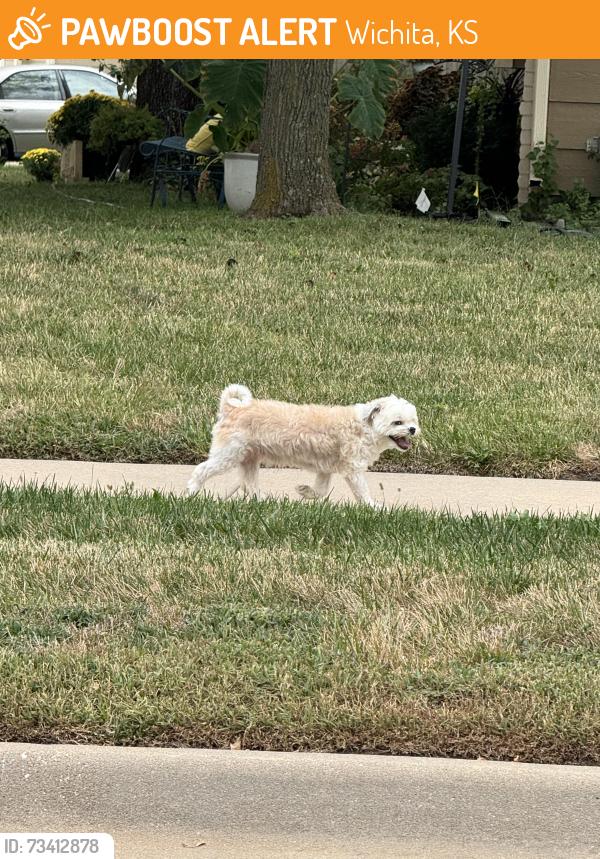 Found/Stray Unknown Dog last seen 29th & Woodlawn, Wichita, KS 67220