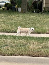 Found/Stray Unknown Dog last seen 29th & Woodlawn, Wichita, KS 67220