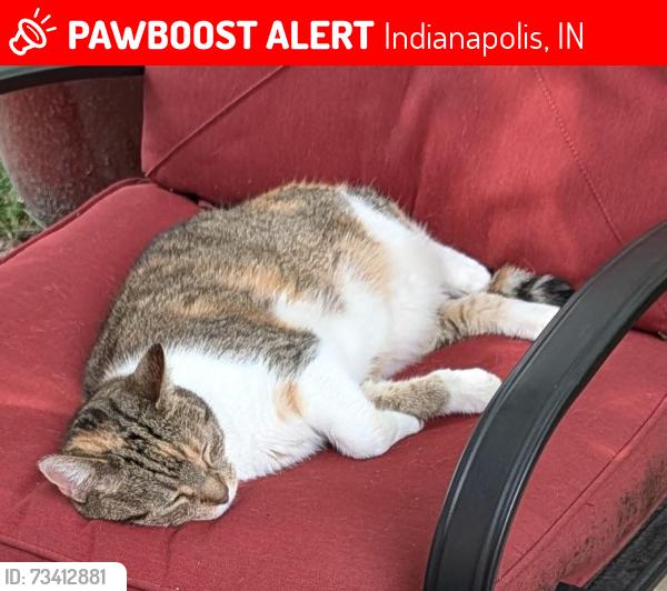 Lost Female Cat last seen 54th Street and North Kenwood, Indianapolis, IN 46208
