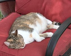 Lost Female Cat last seen 54th Street and North Kenwood, Indianapolis, IN 46208