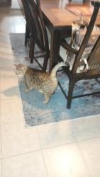 Found/Stray Male Cat last seen EGRET Court and Devdron Lane...Charleston Ridge apot, Grove City, OH 43123
