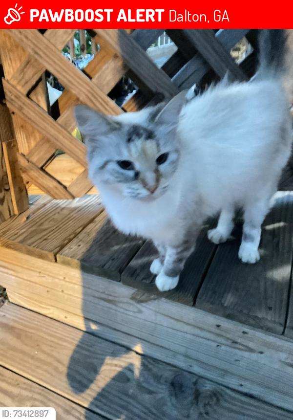 Lost Female Cat last seen Foster street, Dalton, GA 30721