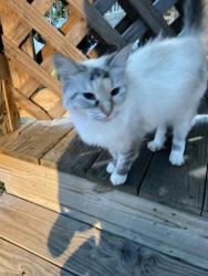 Lost Female Cat last seen Foster street, Dalton, GA 30721