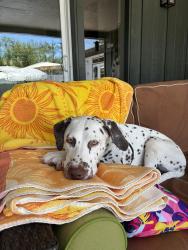 Reunited Female Dog last seen Mission and Midway, Escondido, CA 92027