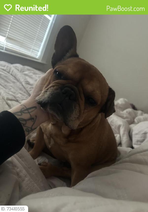 Reunited Female Dog last seen Lincoln Rd E, Vallejo, CA, USA, Vallejo, CA 94591