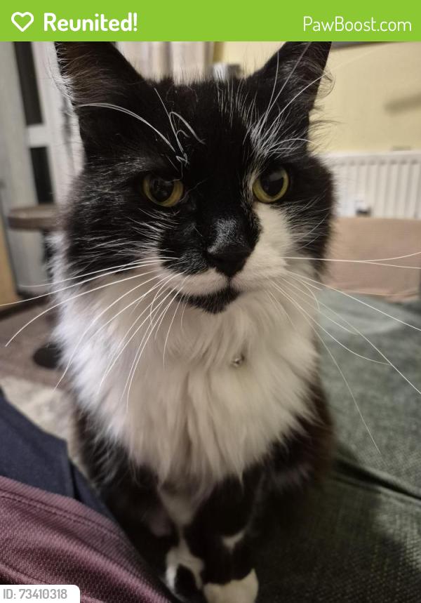 Reunited Male Cat last seen SEYMOUR Street near Brooks Road cambridge, Cambridgeshire, England CB1 3DH