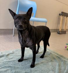 Shelter Stray Male Dog last seen Mount Homes, San Diego, CA, 92117, 5500 Gaines St, San Diego, CA 92110, USA