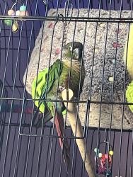 Lost Female Bird last seen Barnhart elementary school, Waldorf, MD 20603