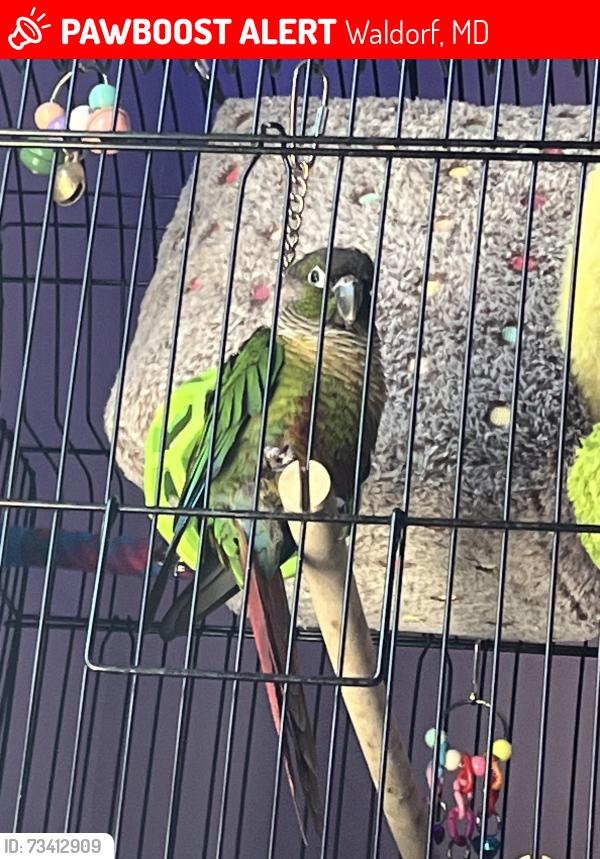 Lost Female Bird last seen Barnhart elementary school, Waldorf, MD 20603