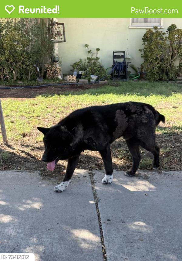 Reunited Male Dog last seen Girard st and E Devonshire Ave, Hemet, CA 92544