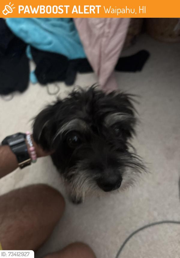 Found/Stray Male Dog last seen 94-1009 halekapio street, Waipahu, HI 96797