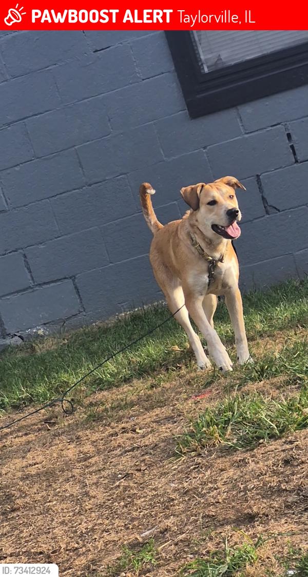 Lost Female Dog last seen Vandeveer, Taylorville, IL 62568
