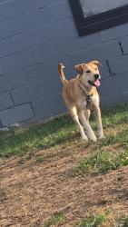 Lost Female Dog last seen Vandeveer, Taylorville, IL 62568