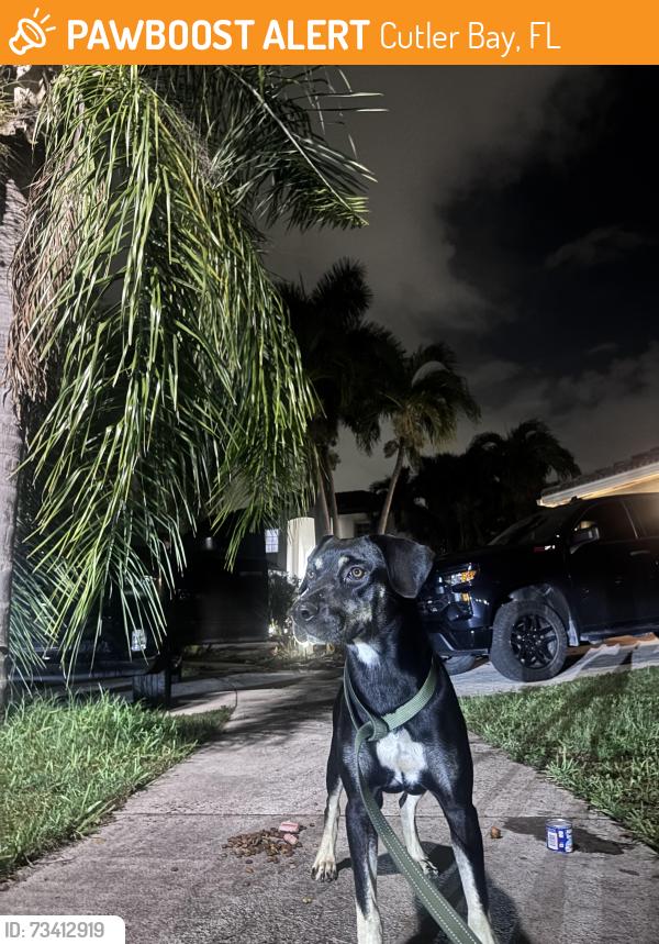 Found/Stray Female Dog last seen By the Construction site where the new park is being built, Cutler Bay, FL 33189