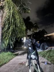 Found/Stray Female Dog last seen By the Construction site where the new park is being built, Cutler Bay, FL 33189