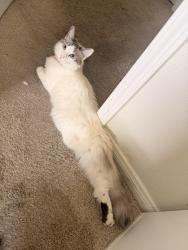 Lost Female Cat last seen 67th street W, Palmdale, CA 93551