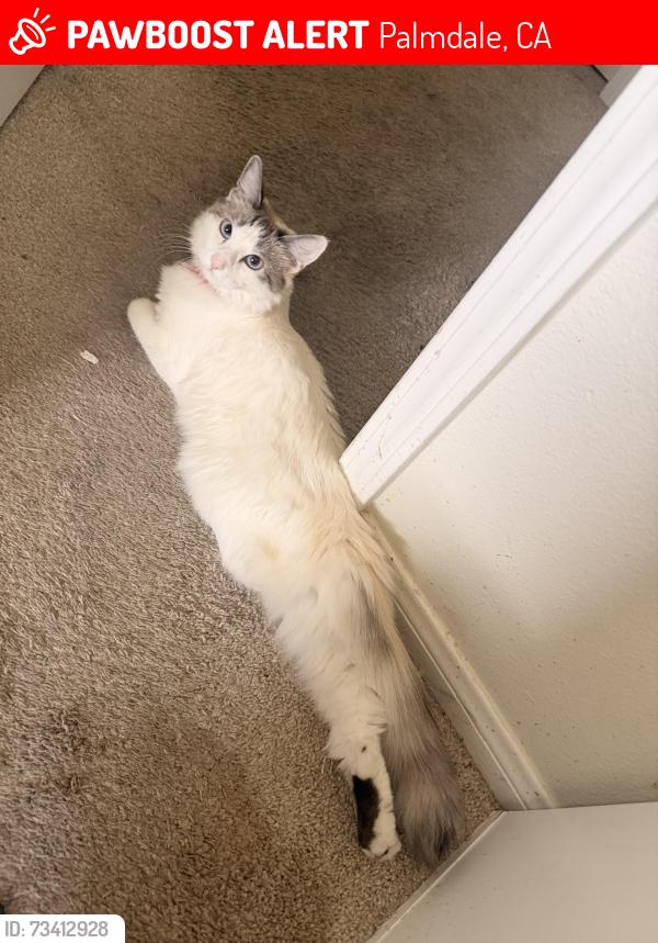 Lost Female Cat last seen 67th street W, Palmdale, CA 93551