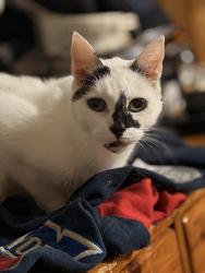 Lost Female Cat last seen Fingerboard Rd and Bay St, Staten Island, NY 10305