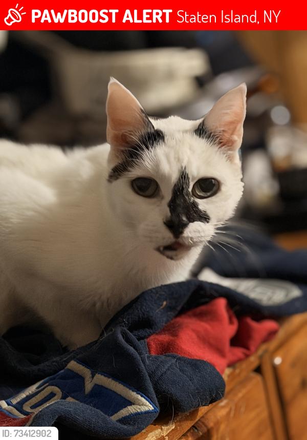 Lost Female Cat last seen Fingerboard Rd and Bay St, Staten Island, NY 10305