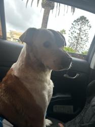 Found/Stray Female Dog last seen by 805 northbound freeway entrance, Bonita, CA 91902