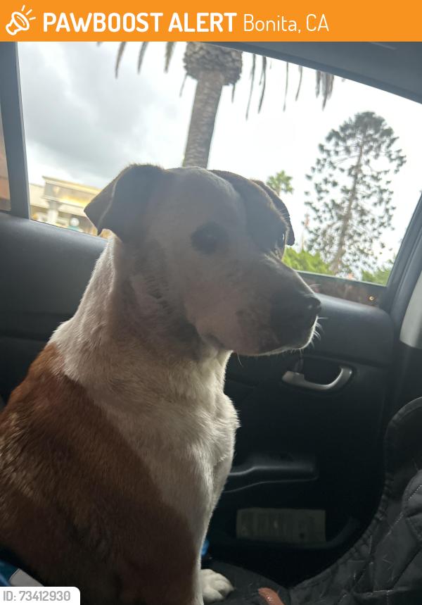 Found/Stray Female Dog last seen by 805 northbound freeway entrance, Bonita, CA 91902