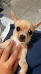 Lost Female Dog last seen Near se 32 ter hmstd Fl, 33033, Homestead, FL 33033